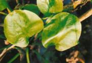 Alisma orientalis